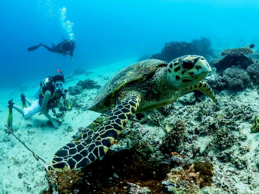 sea-turtle-conservation 