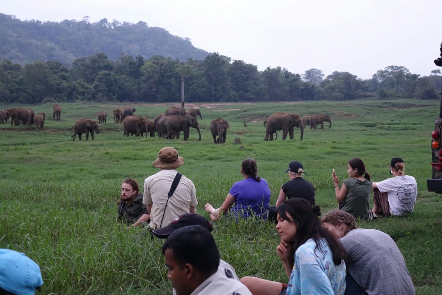 Wasgamuwa Project_ Observing elephants