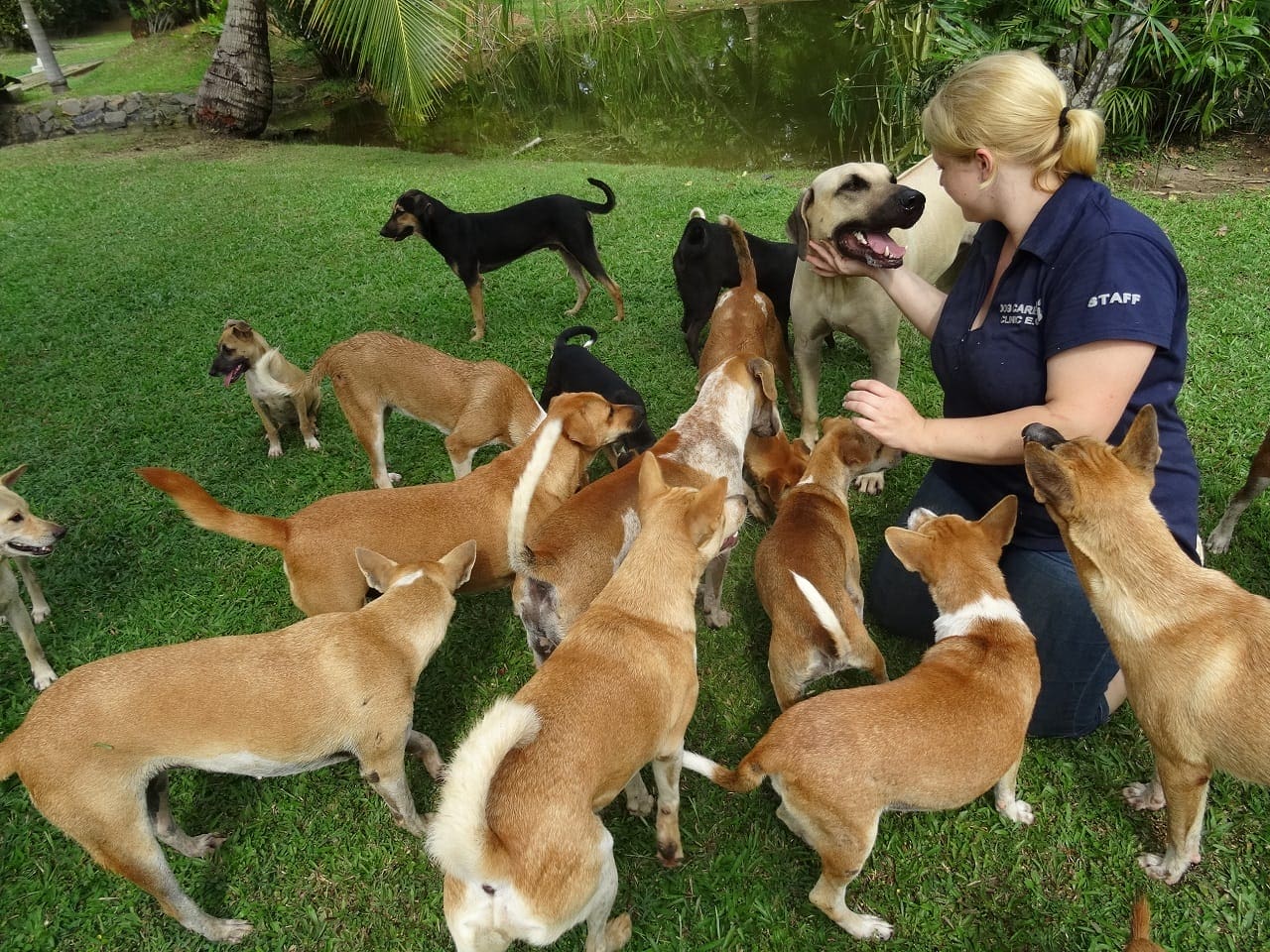 Dog care in Sri Lanka Staff with dogs