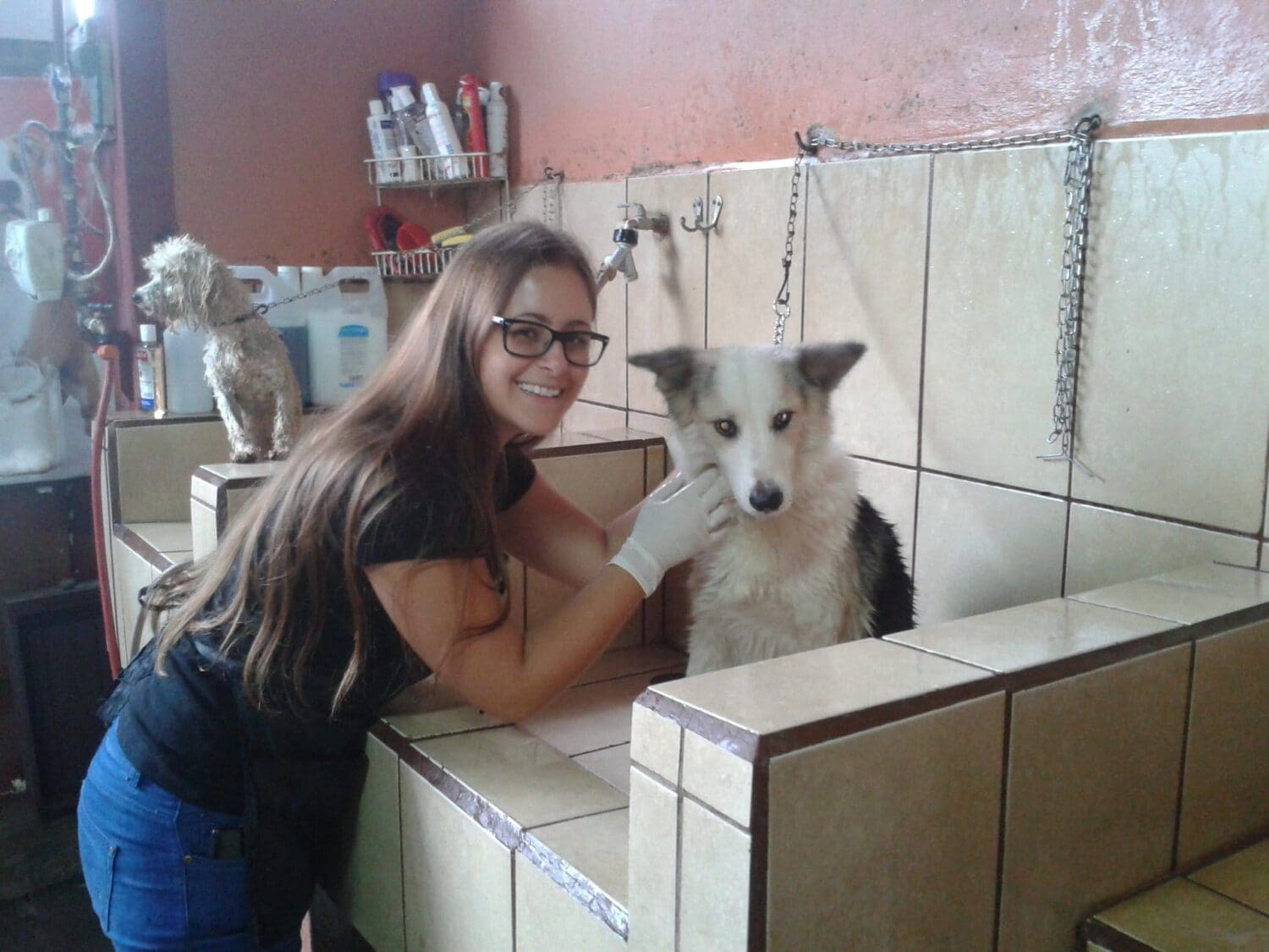 Dog Shelter Project in Costa Rica