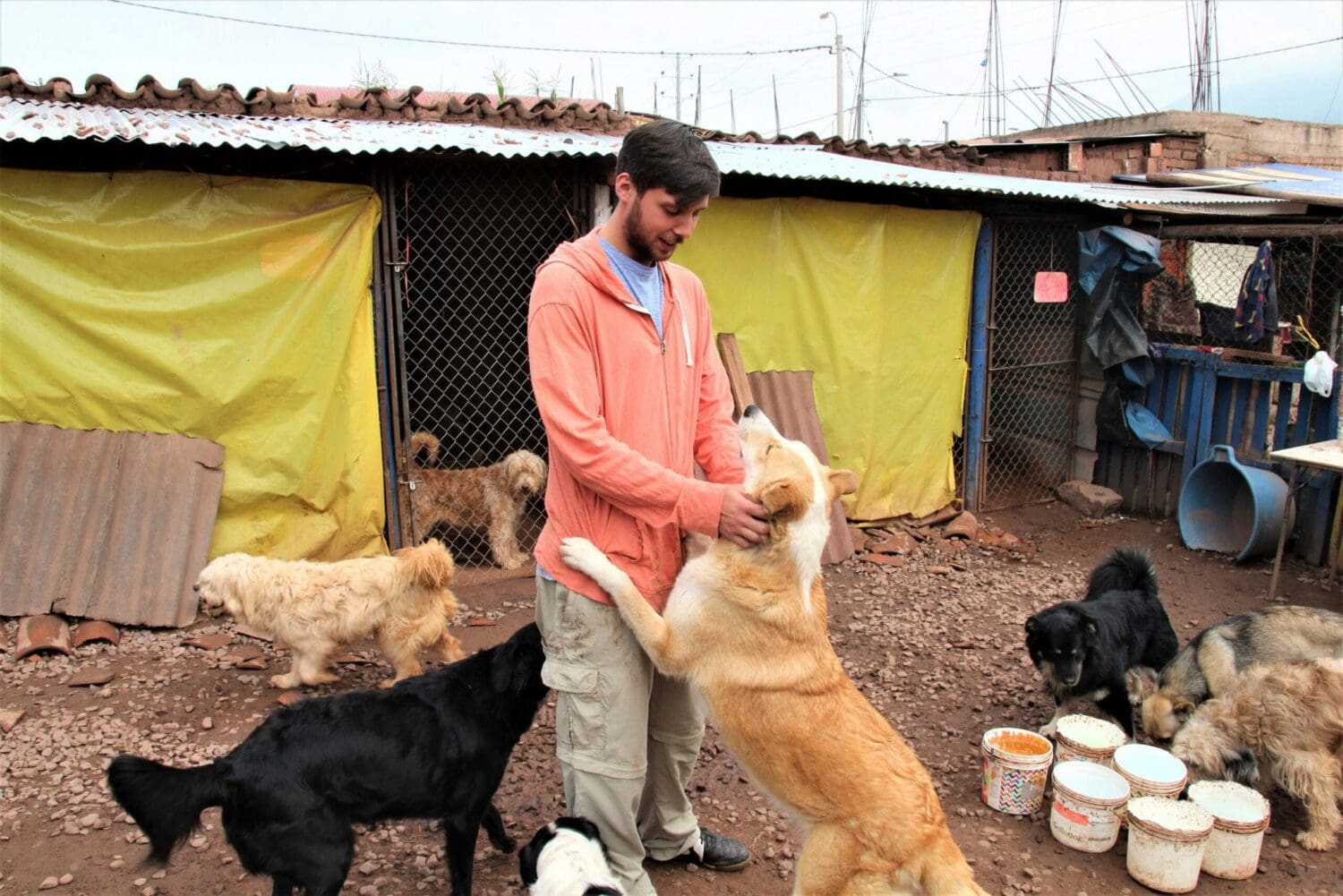 Dog shelter volunteer in Peru