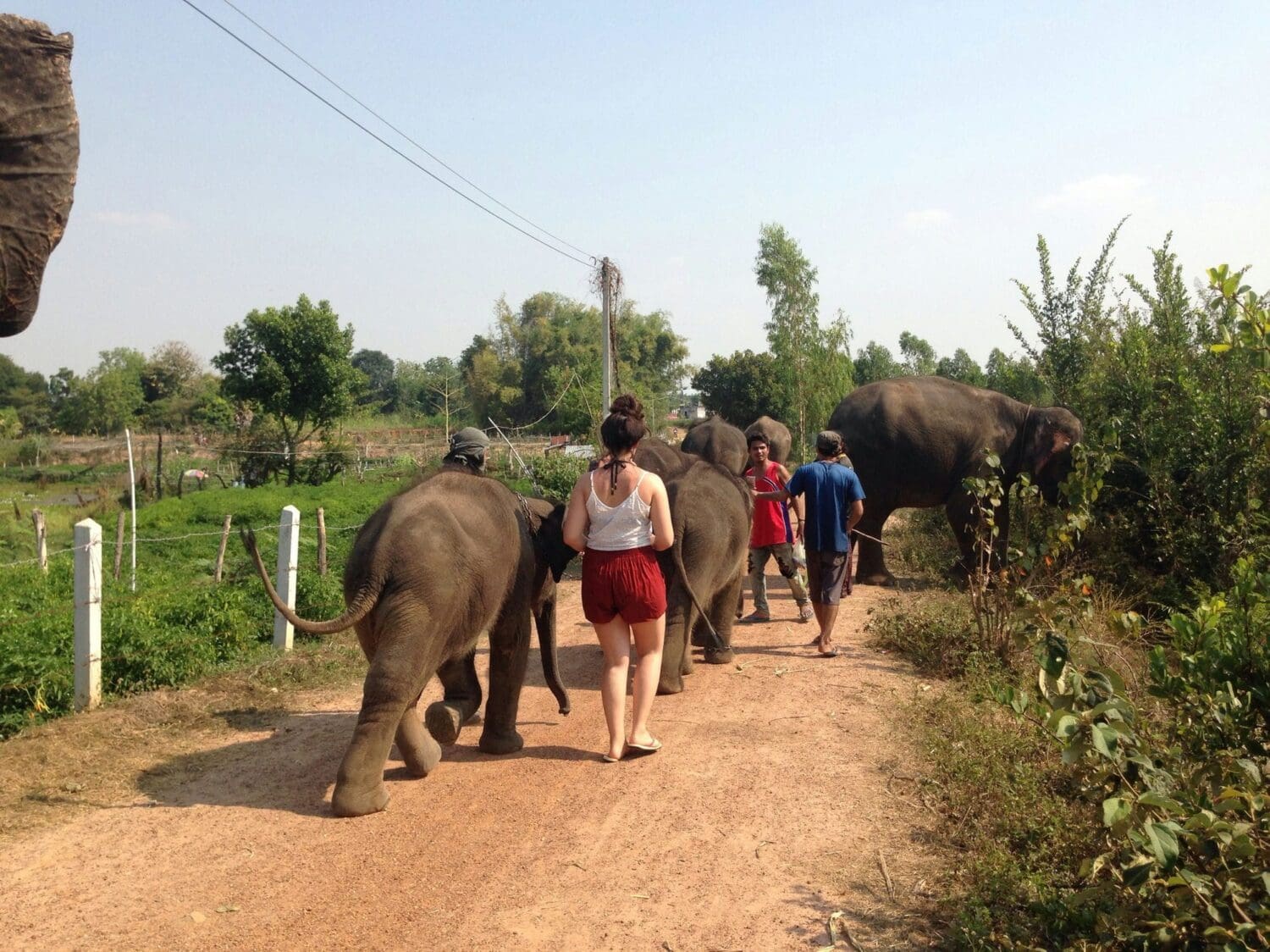 Elephant Care Project in Thailand