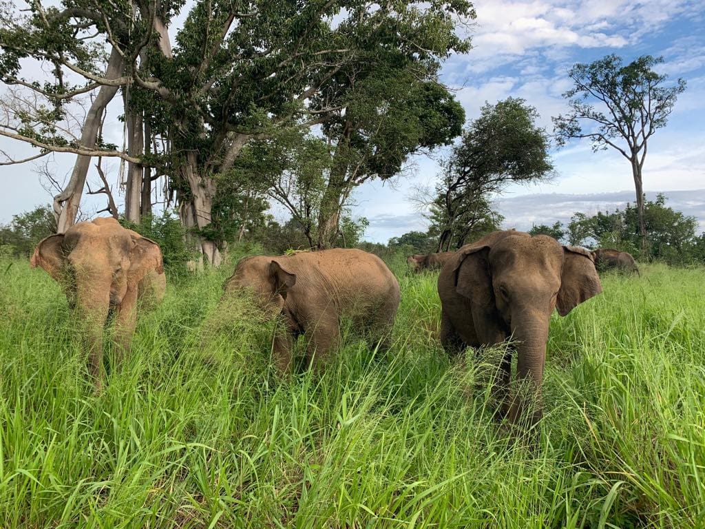 Elephant Conservation Project in Sri Lanka