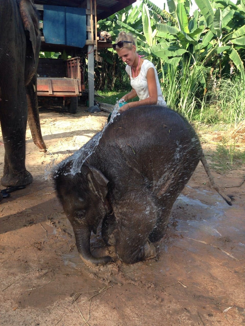 Elephant Washing by Volunteers