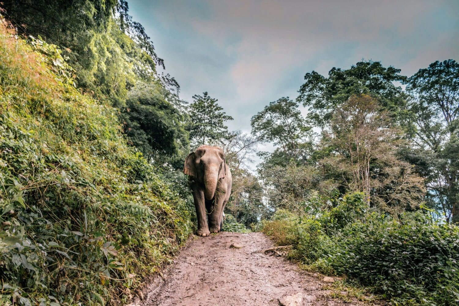 Elephants walking in Surin