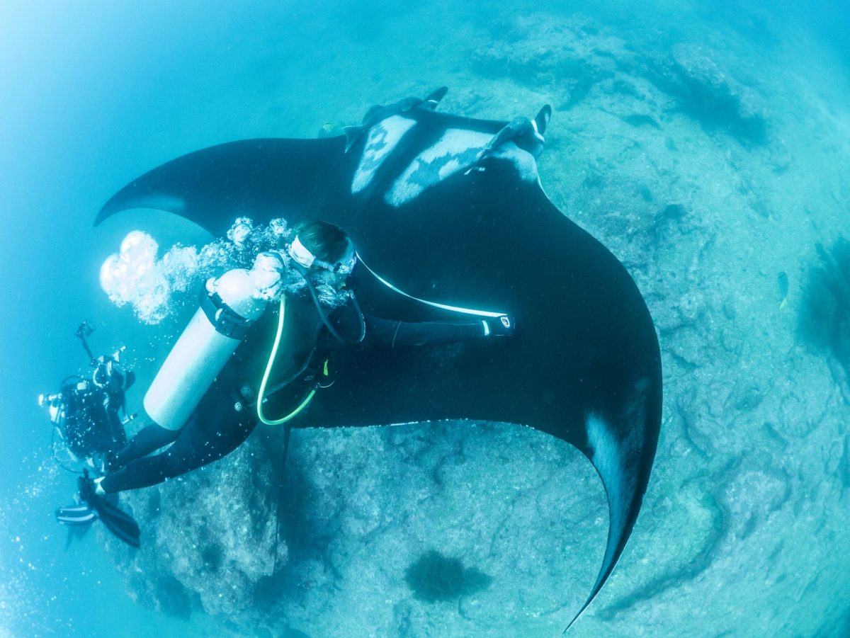 Marine Intern measure manta rays