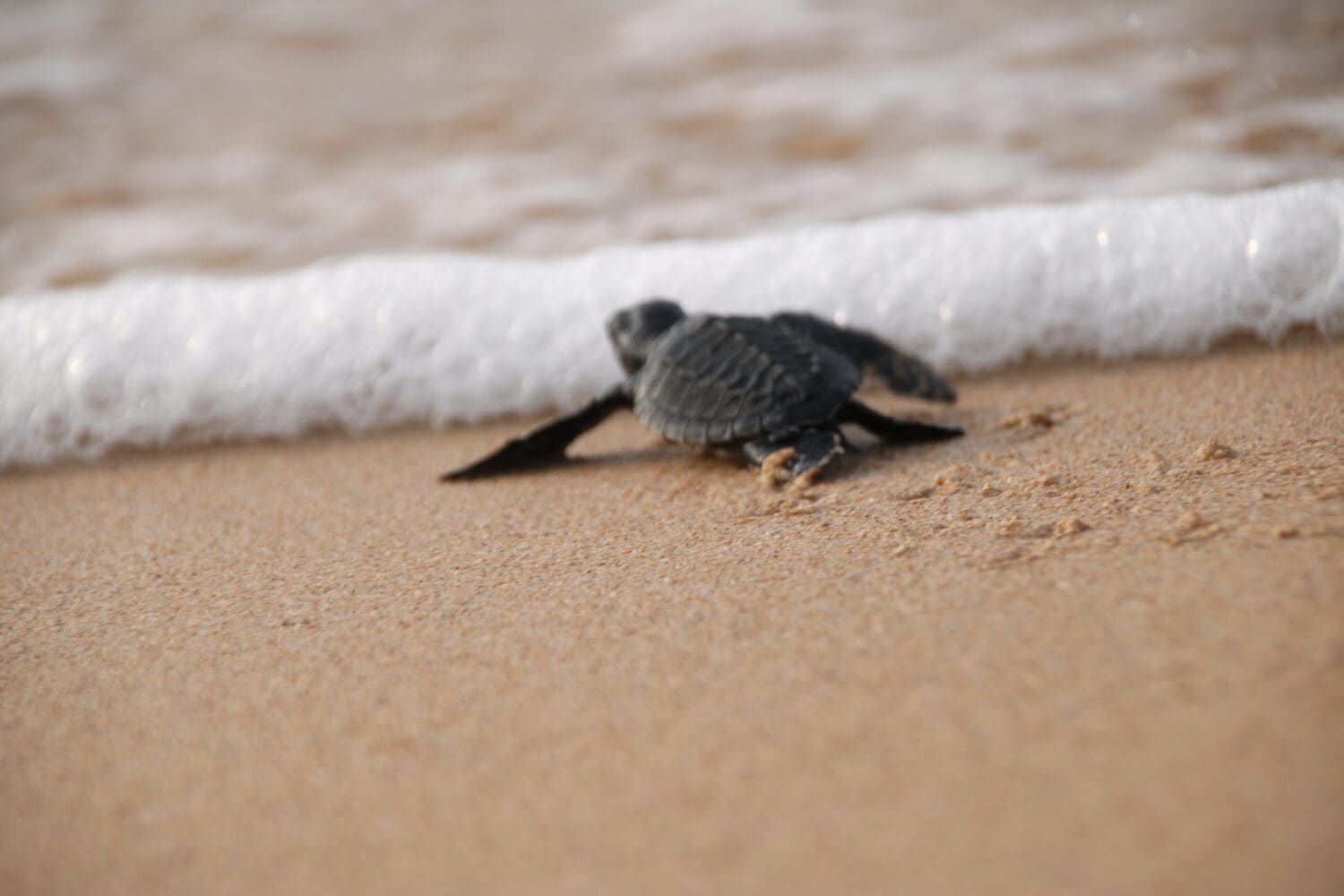Releasing baby turtles back into the ocean
