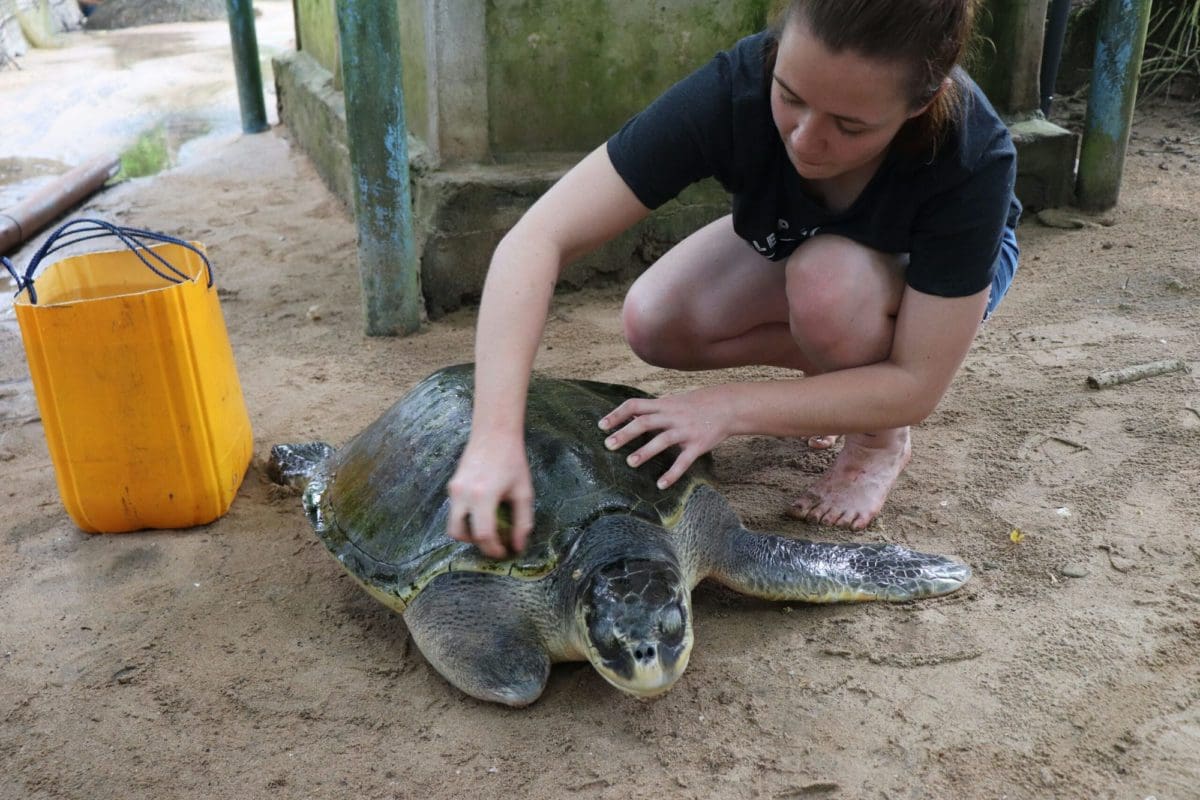 Sea Turtle Conservation Intern cleaning turtles
