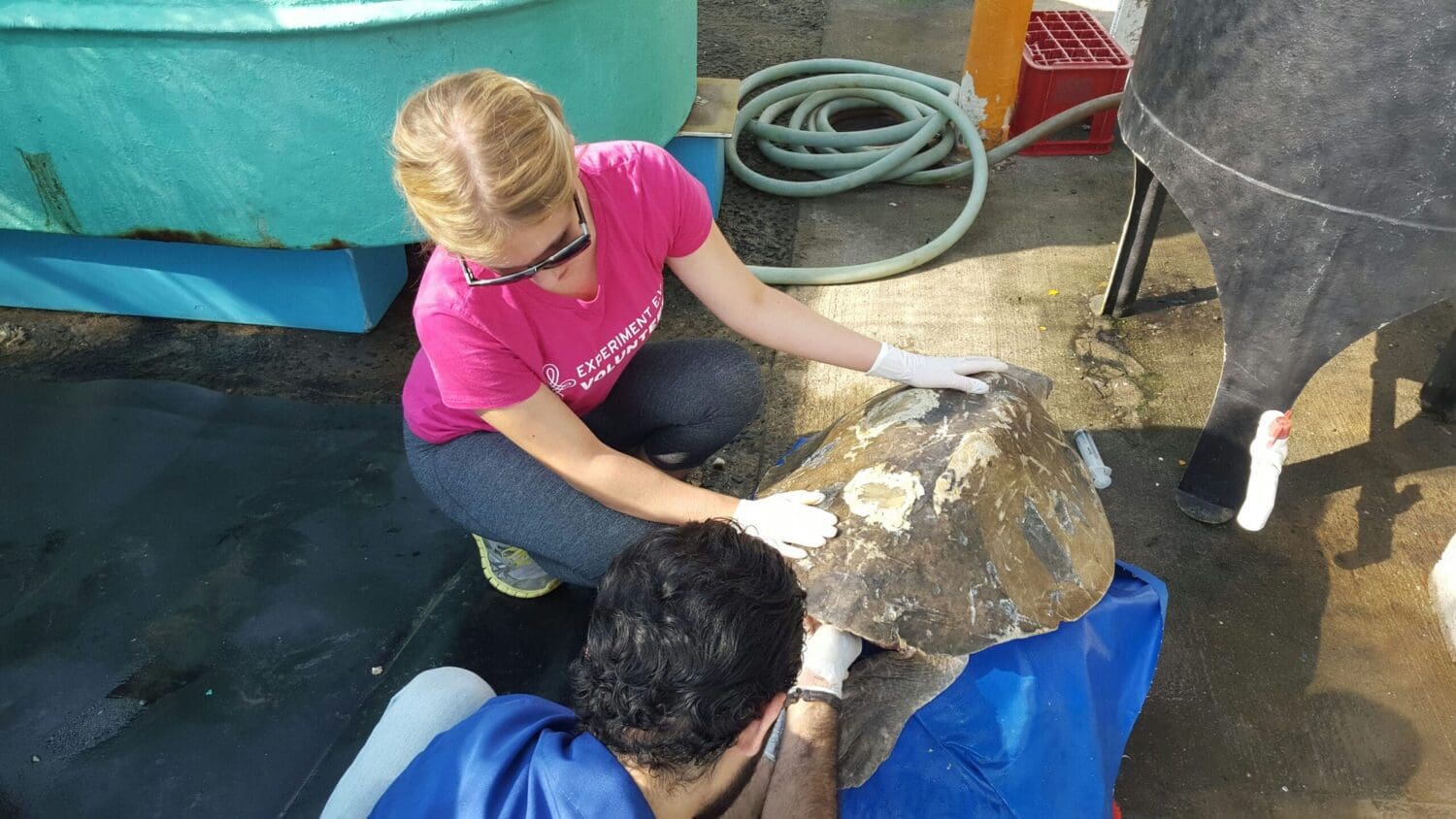 Sea Turtle Conservation Project in Costa Rica