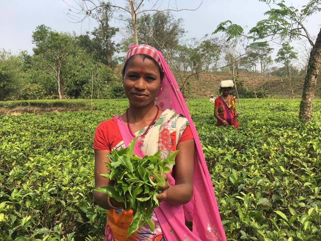 Tea Picker in India