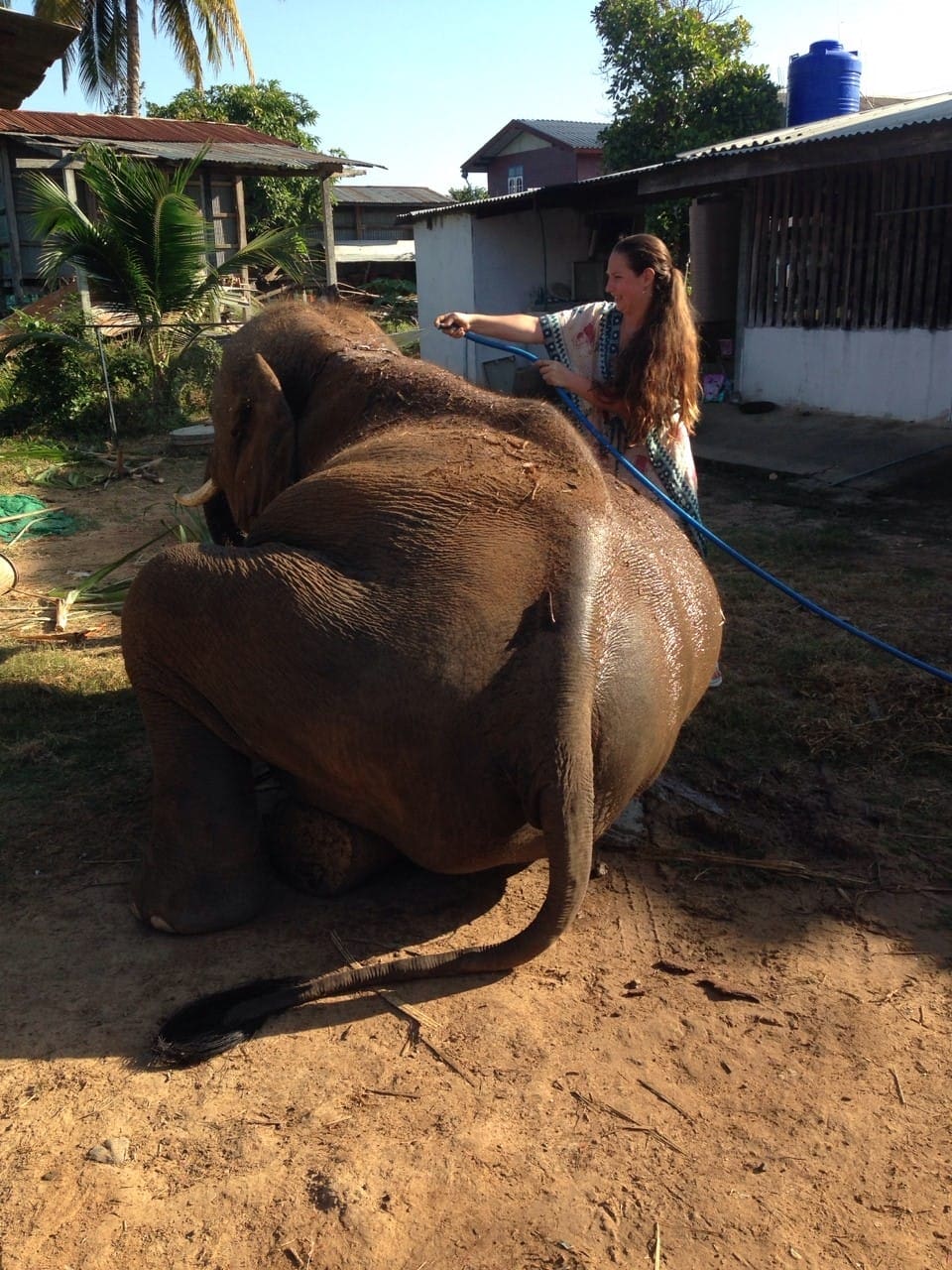 Thailand Elephant care program