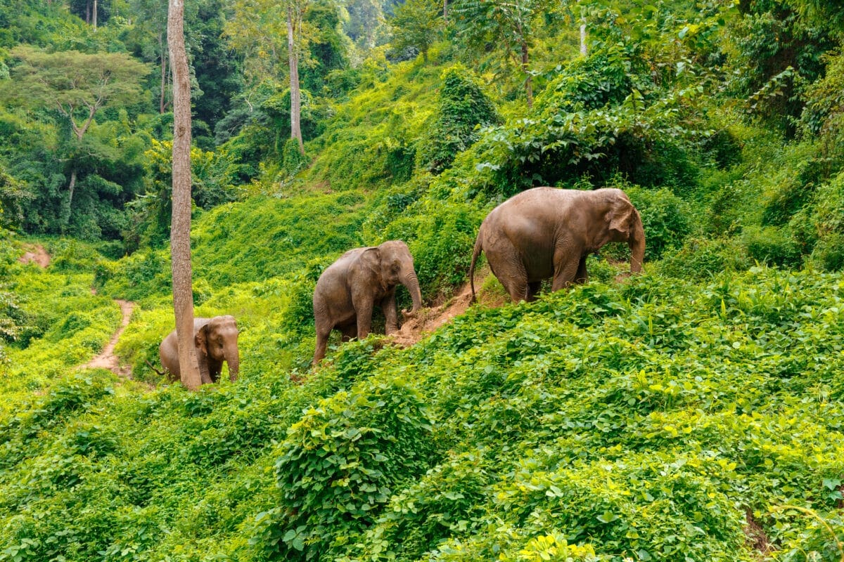 Volunteer_in_Thailand_Elephant