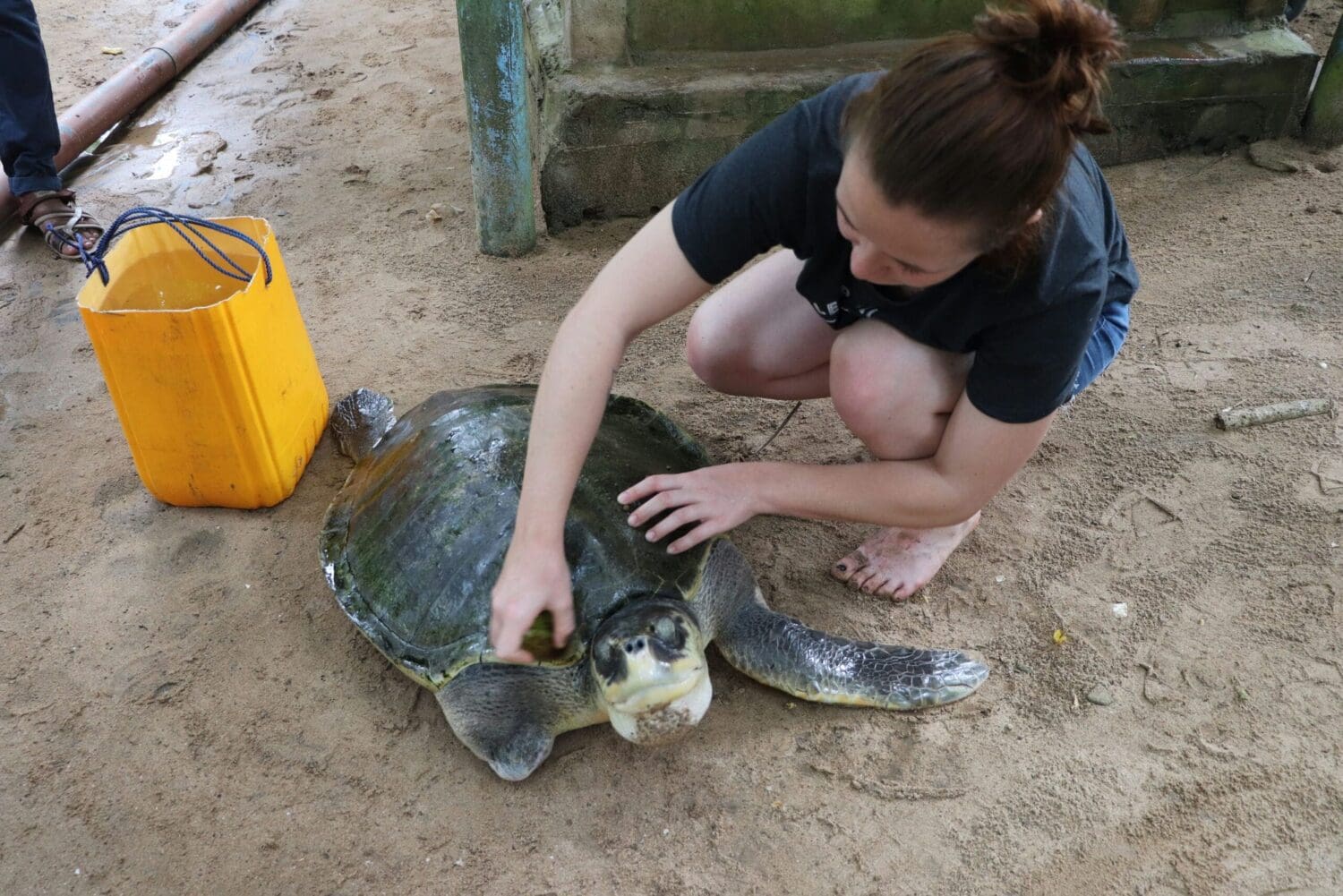 Volunteers on the turtle conservation project