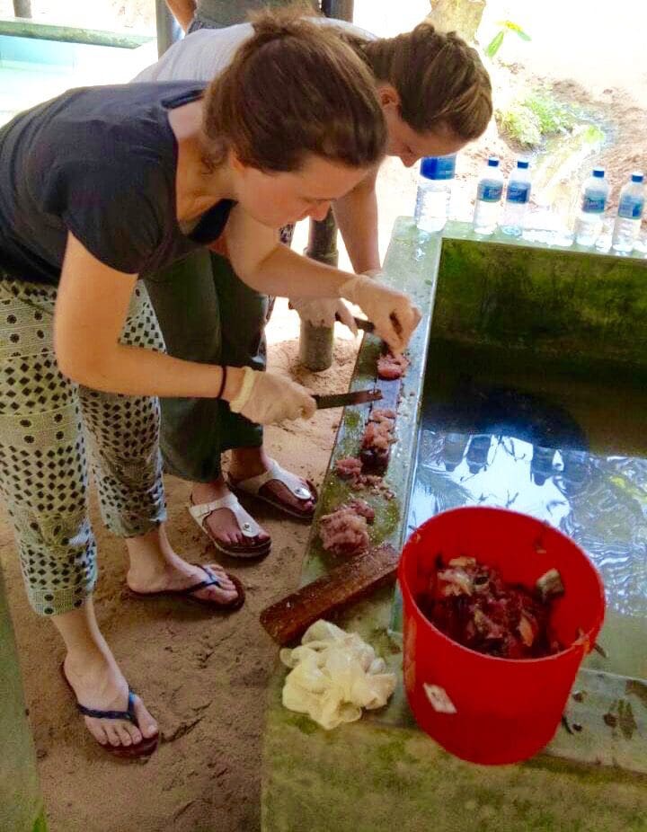 Volunteers preparing Fish for feeding turtles