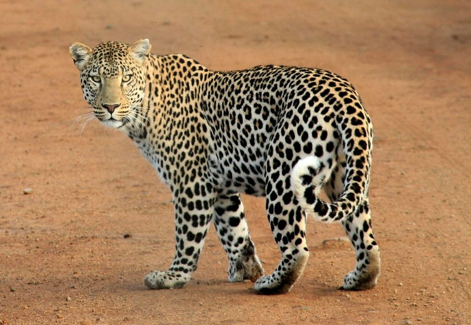 leopard sighting