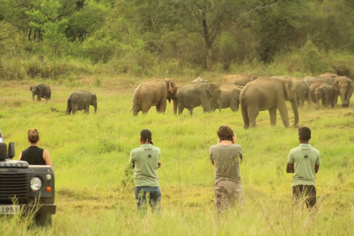 Elephant Conservation Internship in Sri Lanka