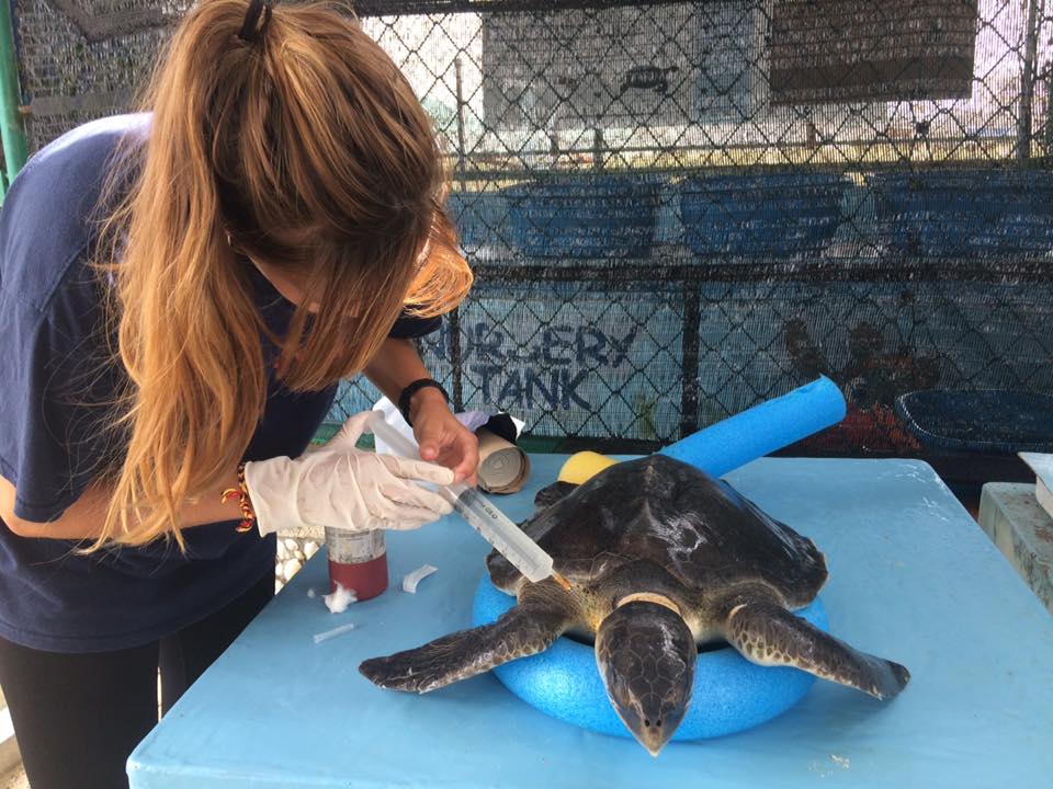 Maldives Sea Turtle Conservation Research