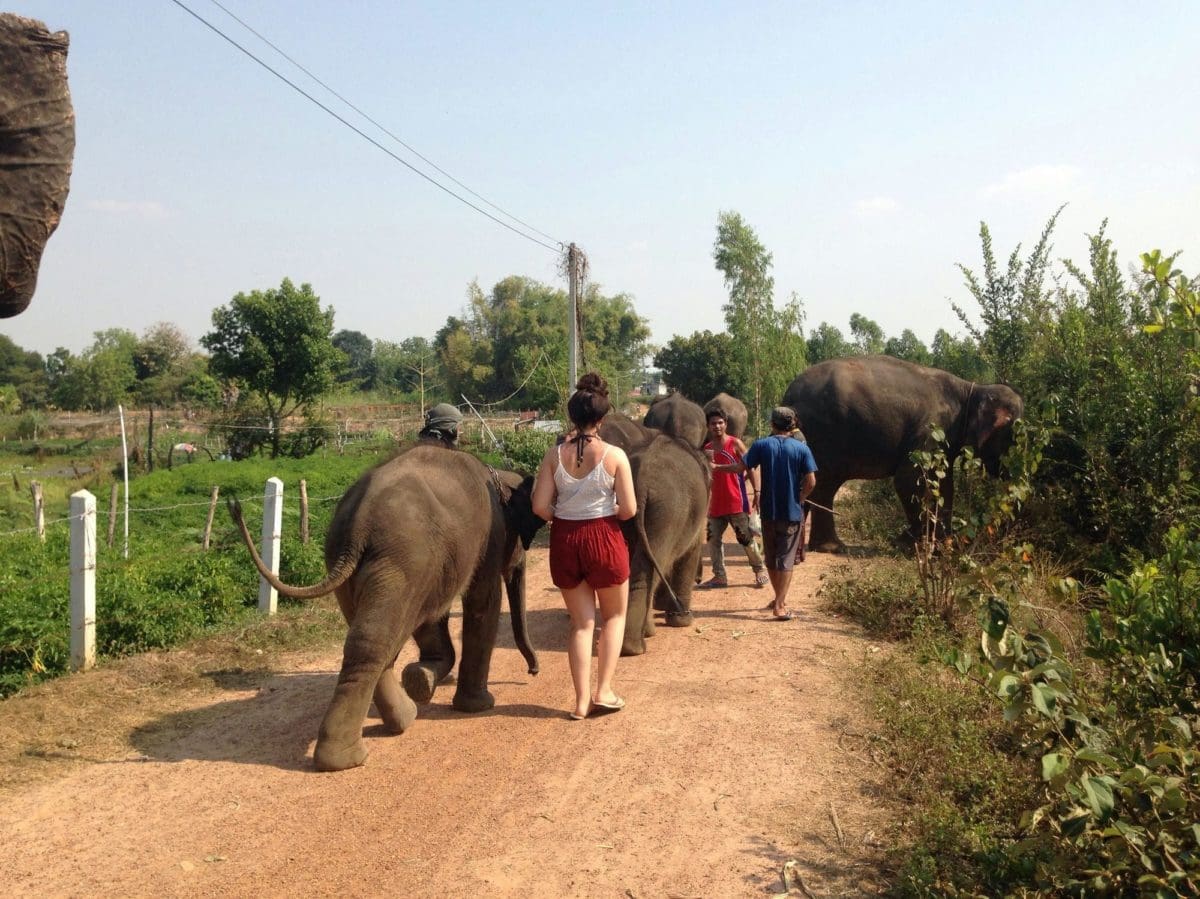 Volunteering with Elephants in Thailand