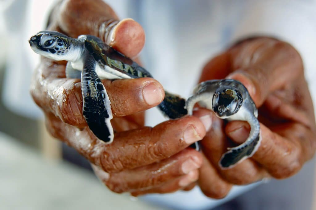 sea-turtle-conservation-project