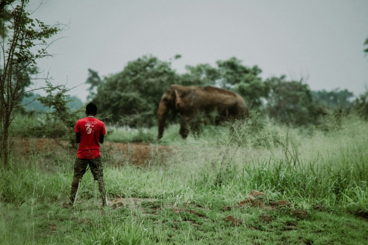 Field coordinator monitoring a wild elephant