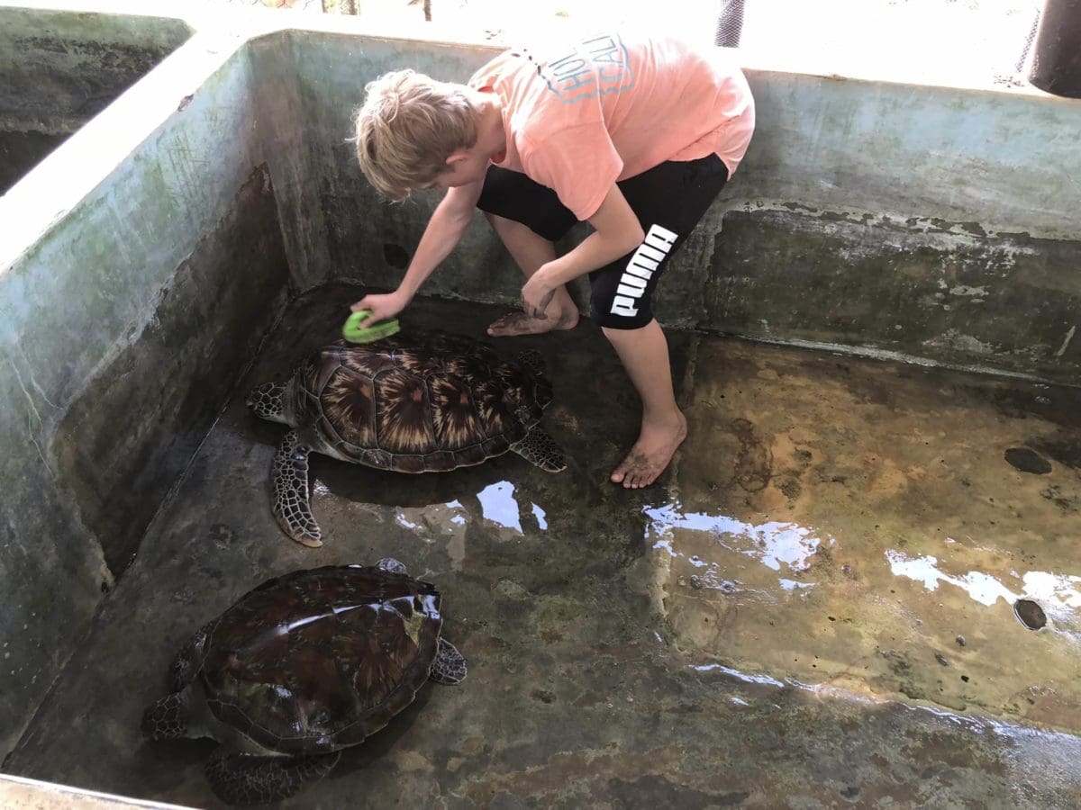 Assisting sea turtles project in Sri Lanka