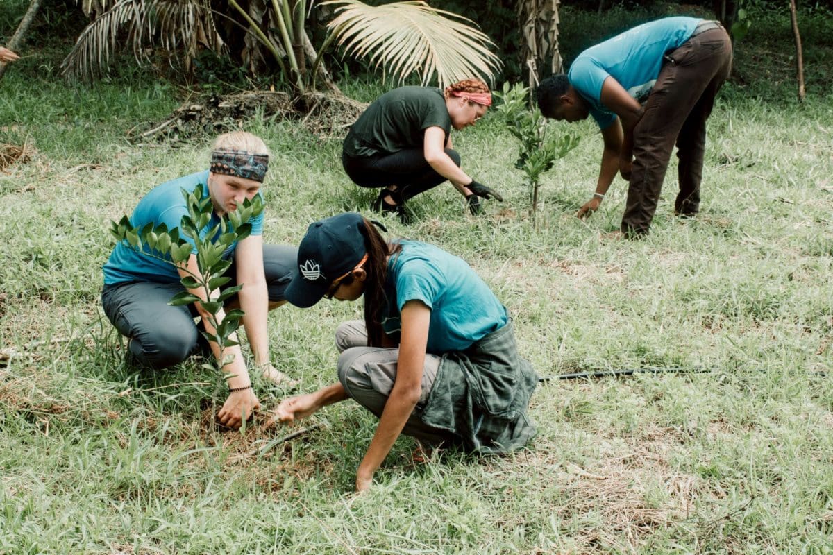 Volunteers planting citrus in the village