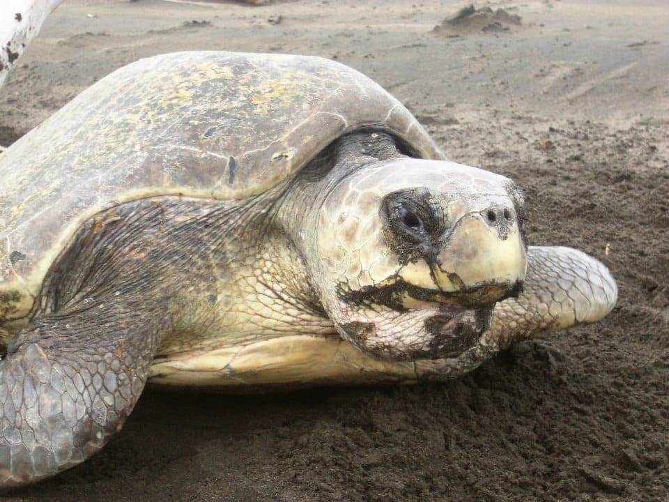 Sea Turtle Conservation in Costa Rica
