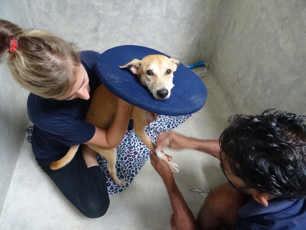 Volunteer helping an injured dog