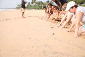 Sea Turtle and Marine Conservation Programs