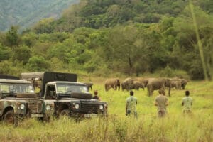 Wild Elephant Conservation in Sri Lanka
